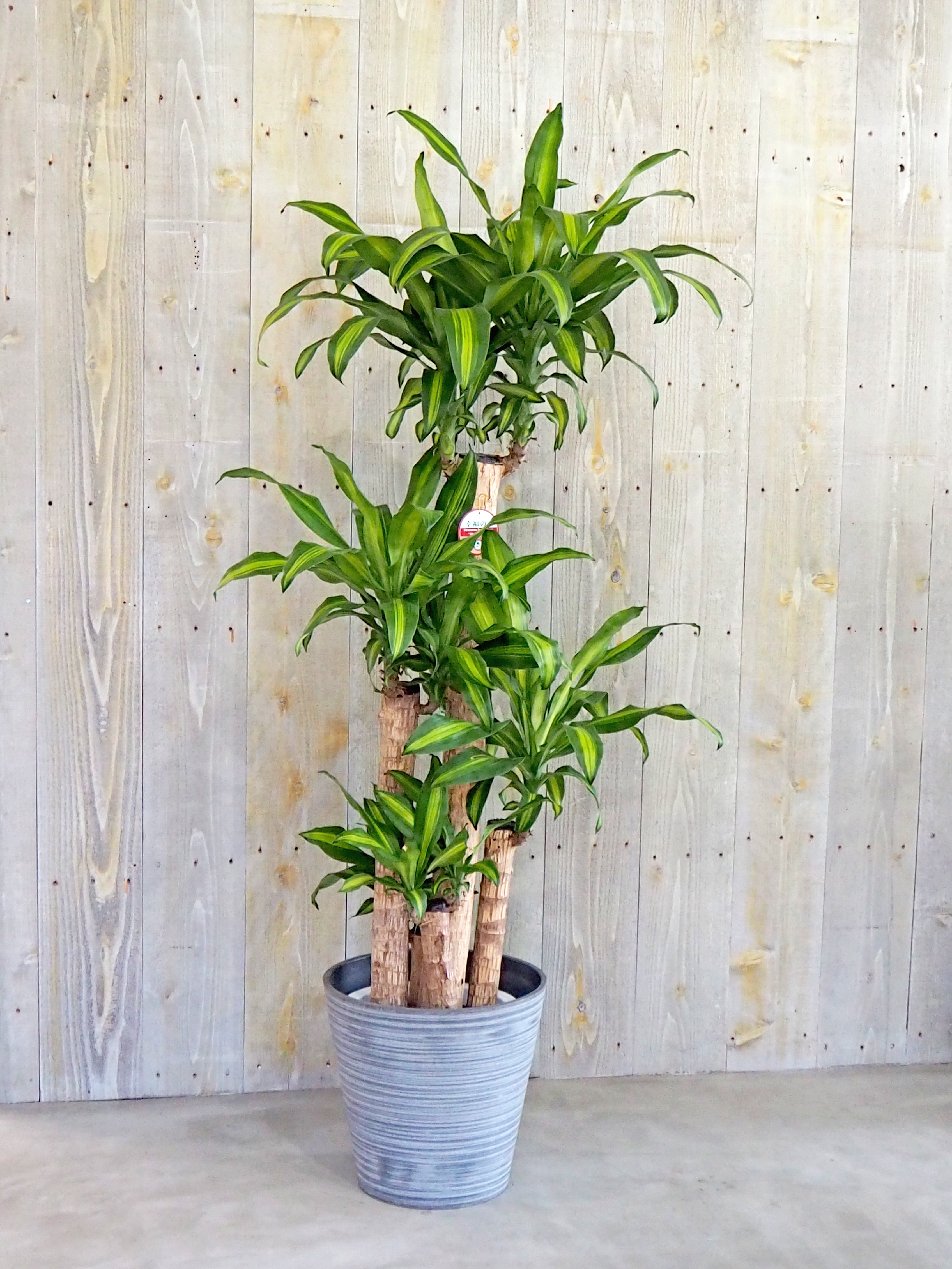 マッサンゲアナ